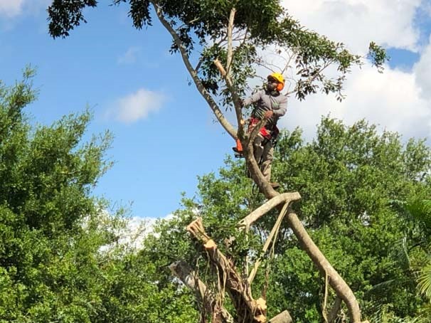 Photo of professional tree trimming in Naples Florida