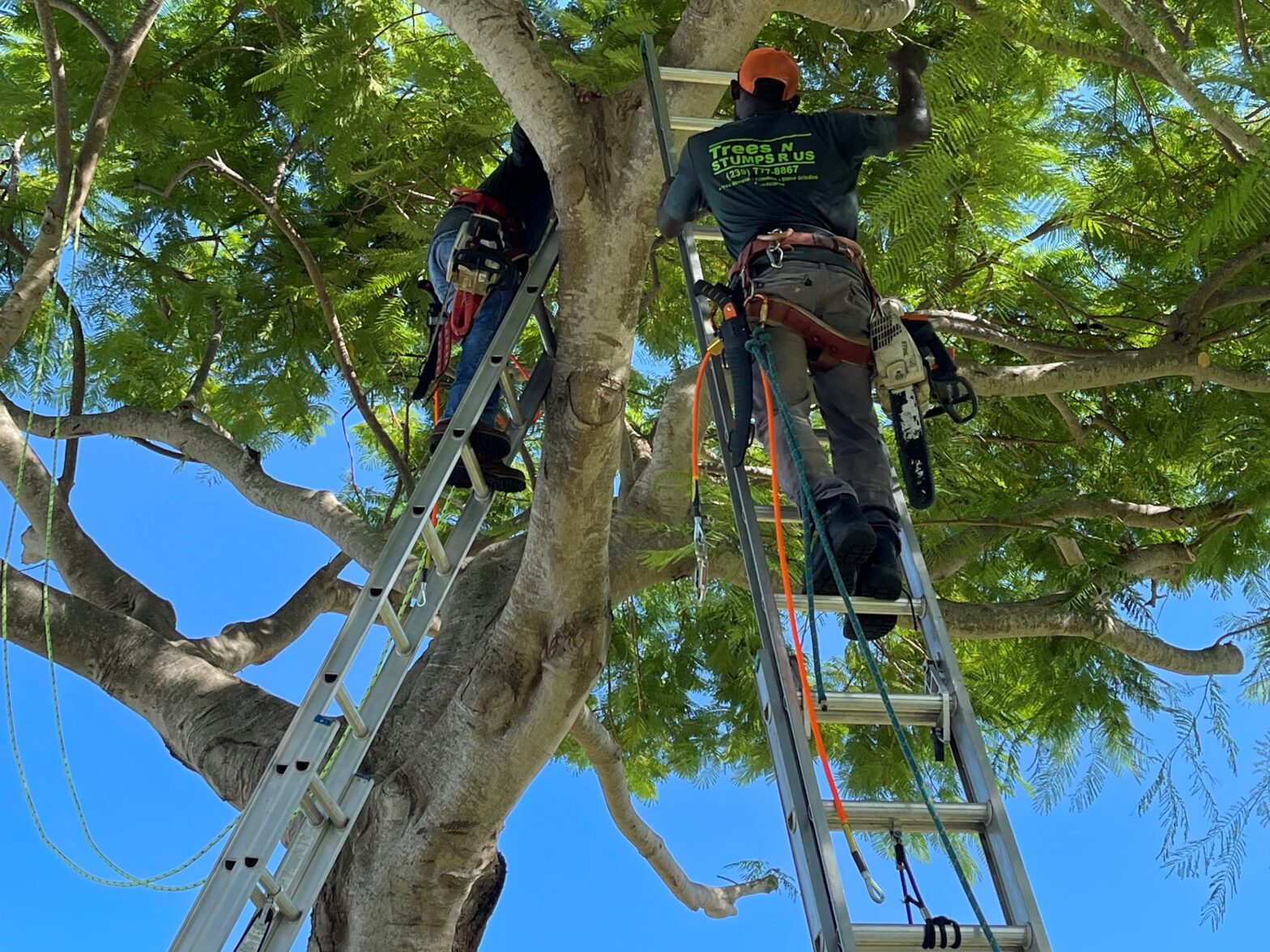 Photo of tree trimming and pruning in Naples, Florida