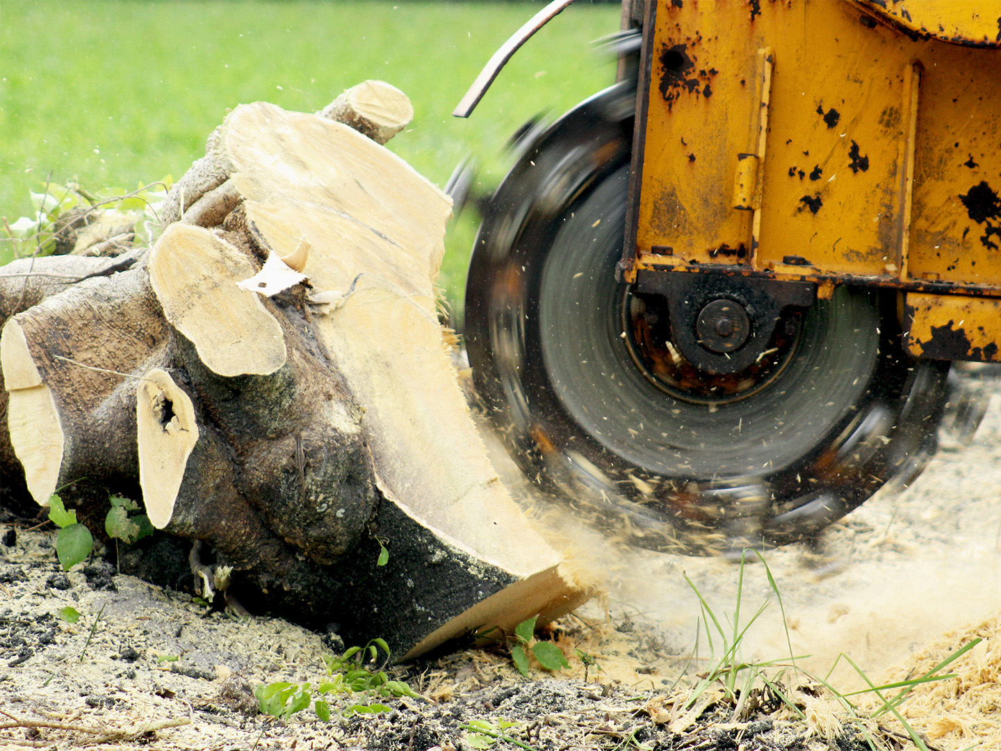 Photo of stump removal in Naples, Florida