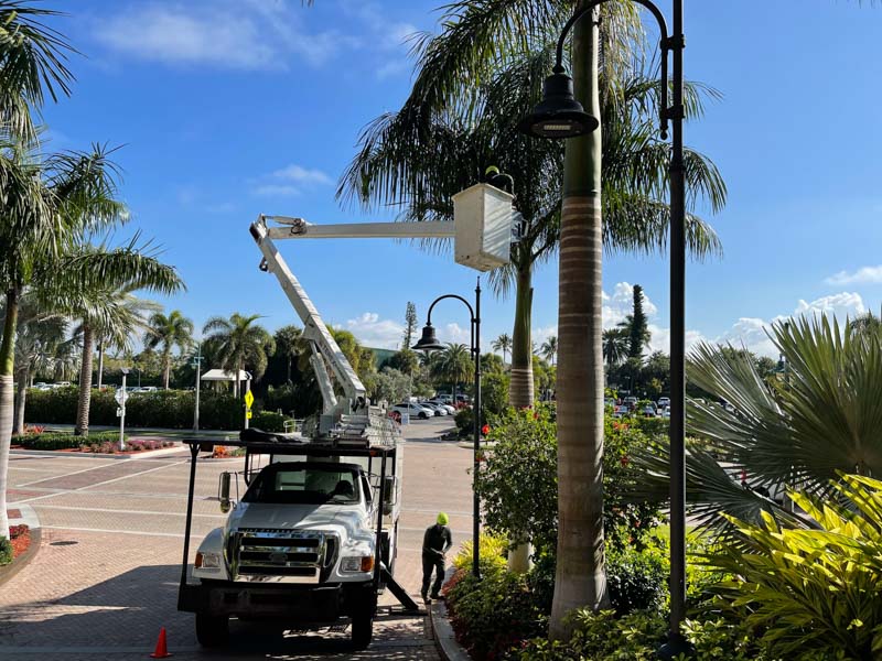 Photo of professional tree trimming in Naples, FL