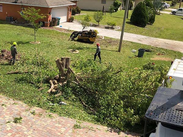 Photo of a tree removal in Naples, Florida